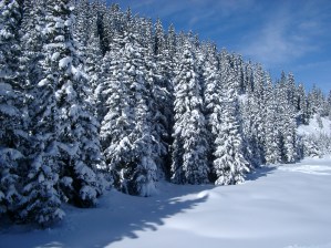 Snow covered forest of pine trees