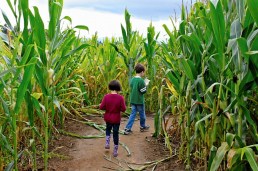 fall-corn-maze-2-kids