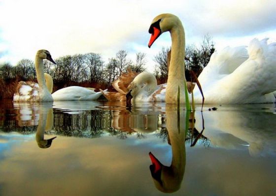 swans-on-water-reflection